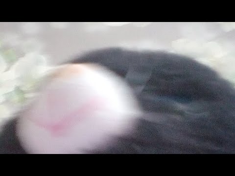 Dary Dy - YouTube