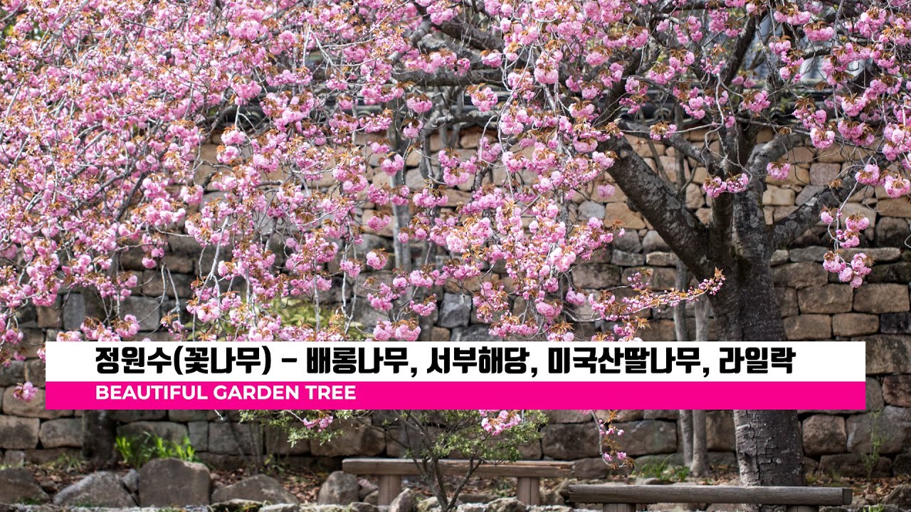 정원에 어울리는 꽃나무 - 배롱나무, 서부해당, 산딸나무, 라일락의 특성과 원예품종 / (crape myrtle, Flowering dogwood, lilac)