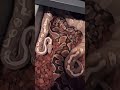 #CataractRoyals #BallPython #Breeding 1.0 Special 0.1 GHI Mojave Fire