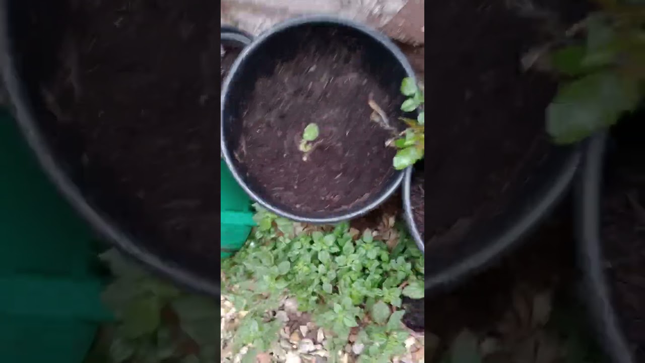 Garden tour especially for people like Ernie of your place garden centre & my m8 Richard #garden 