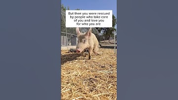 3 Legged Pig Rescued from Garbage Container 🐷💔