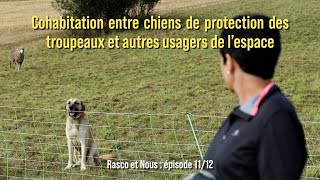 [Episode 11] Cohabitation entre chiens de protection des troupeaux et autres usagers de l'espace