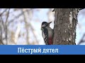 Пёстрый дятел\Spotted woodpecker