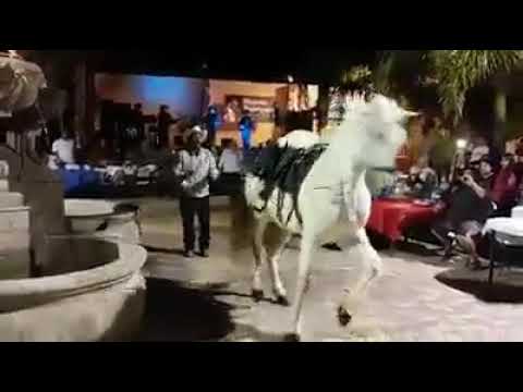 رقص حصان المغرب