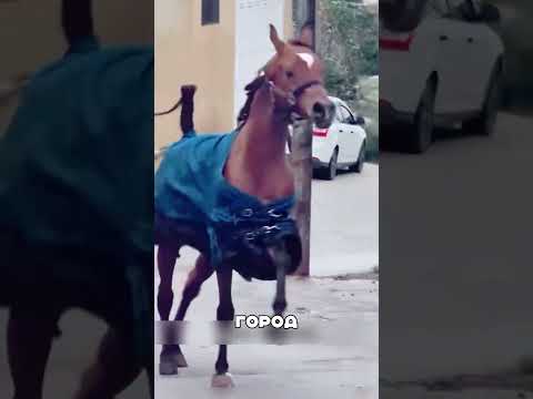 Конь ПРОРВАЛСЯ в больницу Новосибирска🐎🏥🚨