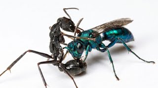 Parasites Look Powerful But They're Trapped.