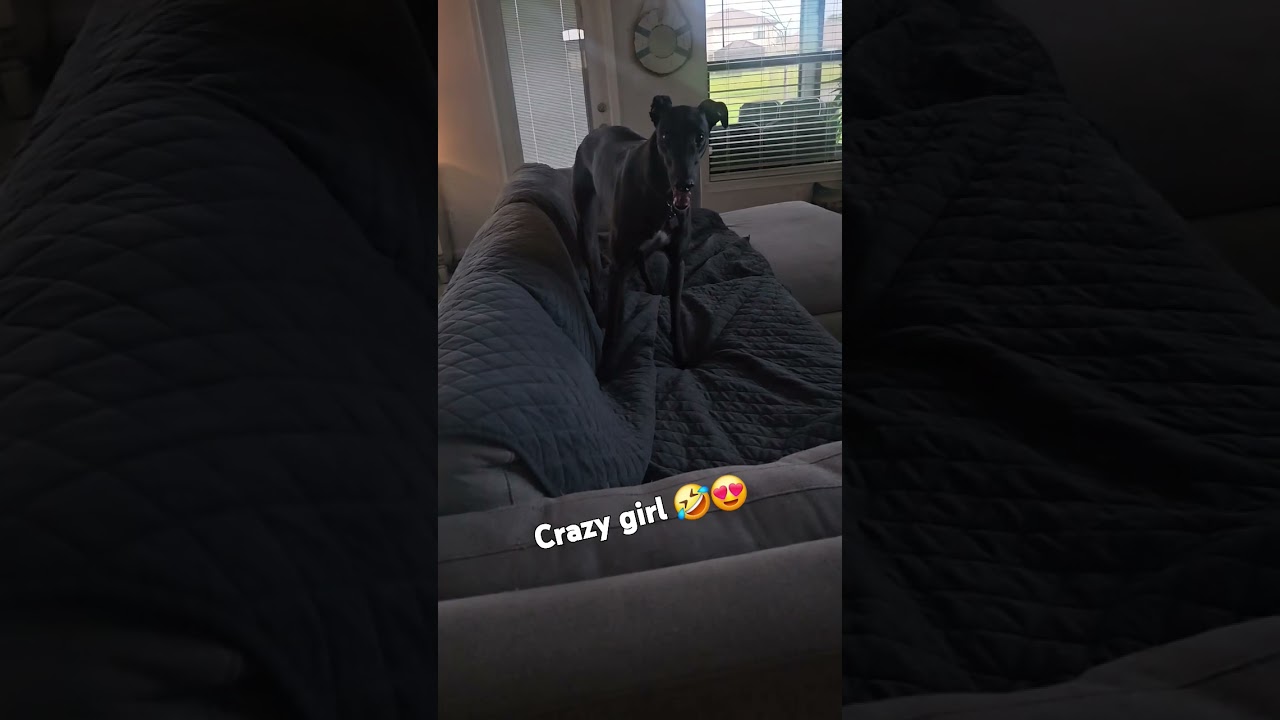 Retired Greyhound loves our cat but scares her!! 🤣 stuffy 