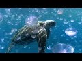 Leatherback Turtle Research and Conservation
