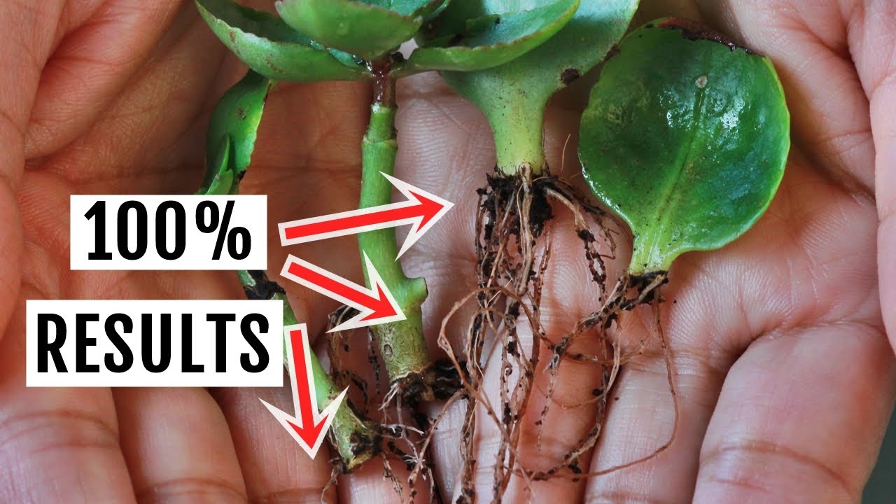 Nine Secrets About Succulent Identifier They Are Still Keeping From You