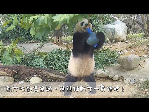 《熊貓早晚安》為了吃到窩窩頭，熊熊練就了一身絕技！| iPanda熊貓頻道