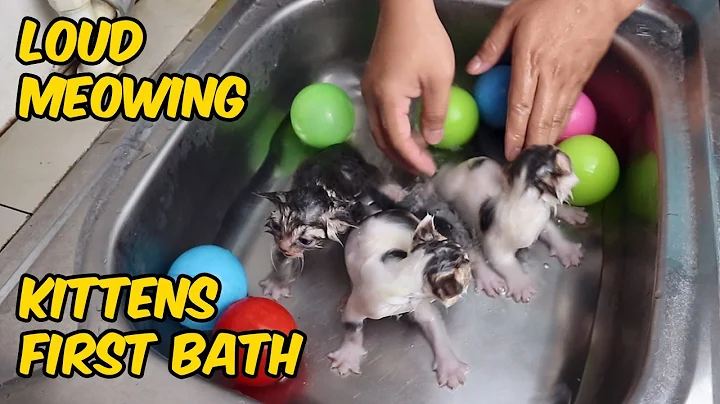 Watch the video about First Bath for Foster Kittens | Kitten's First Bath and It's Loud Meowing | DomDom TV
