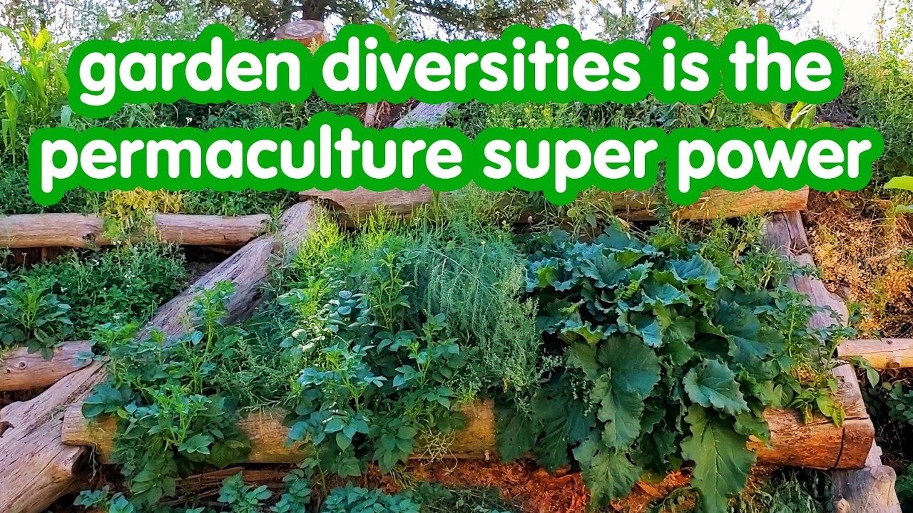 diversities in/on the soil increases yield - sepp holzer's giant rock
