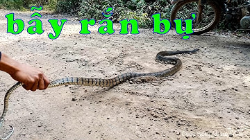 CSRV 19 | Cùng anh Hải về Hóc Môn ĐI THĂM BẪY RẮN với anh em kênh Lãng Tử