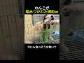 わんこが噛みつかれた理由ｗ