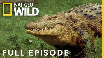 Ultimate Predators (Full Episode) | World