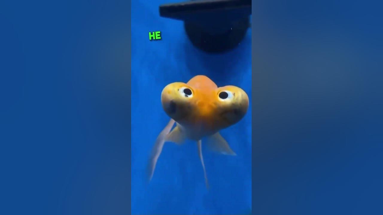DERPIEST FISH IN THE WORLD #fish #aquarium #goldfish #funny #animals #