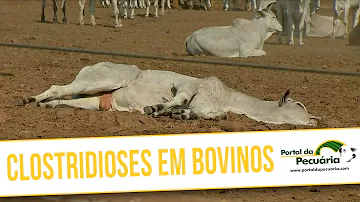 Como tratar a clostridiose?