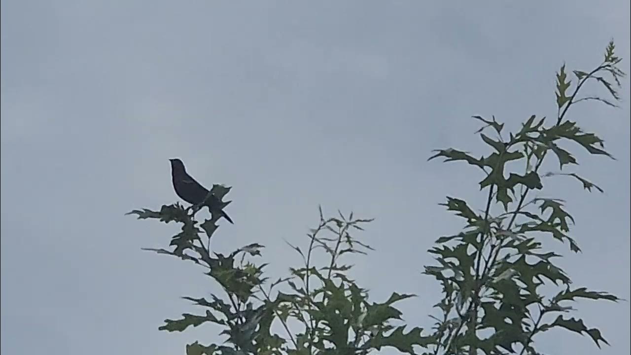What is this pretty sounding bird? Red-Winged Blackbird call sound