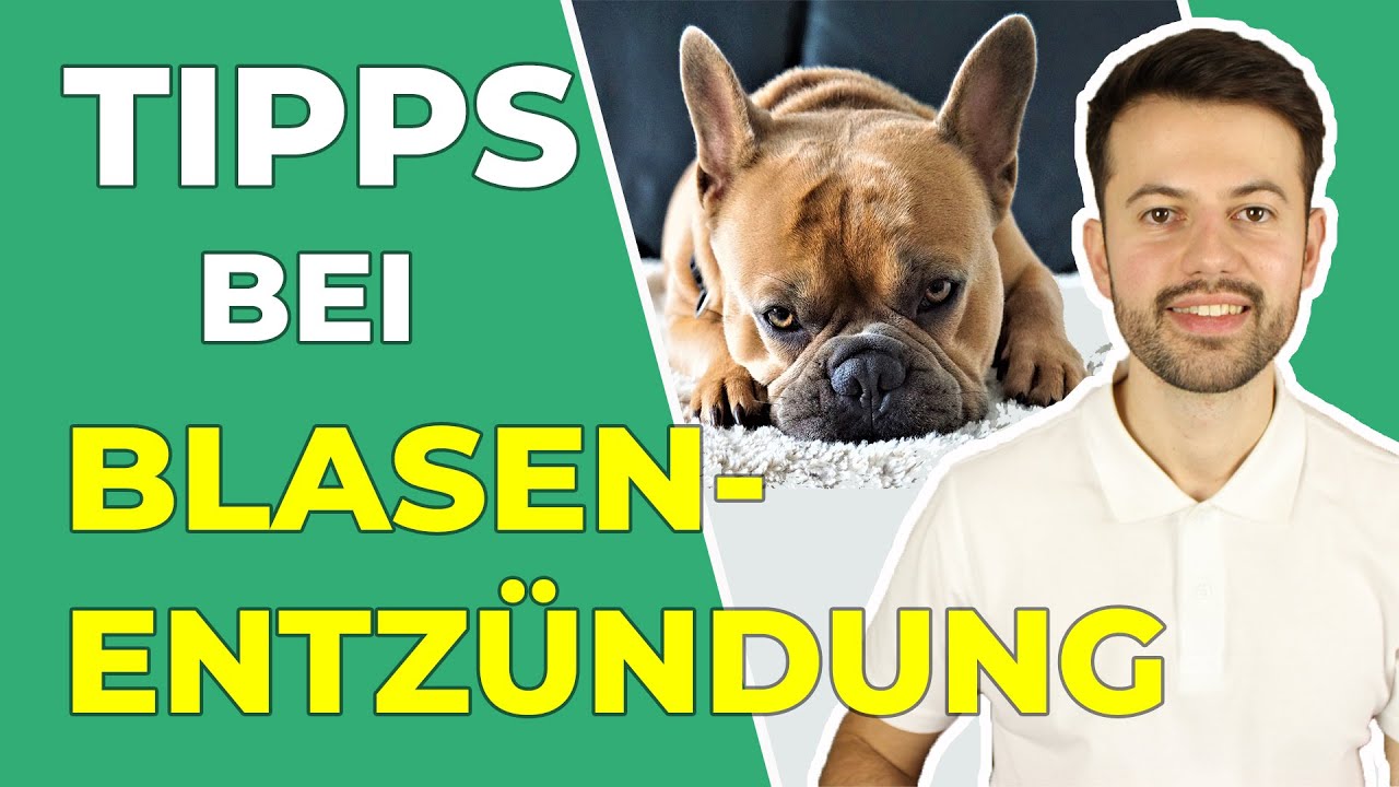 Jo da rygrad Soar Blasenentzündung beim Hund: erkennen und richtig handeln! - YouTube