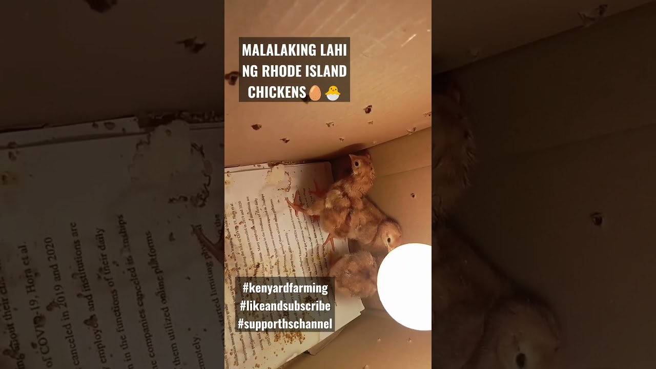 Rhode Island Dayold Chicks🐣