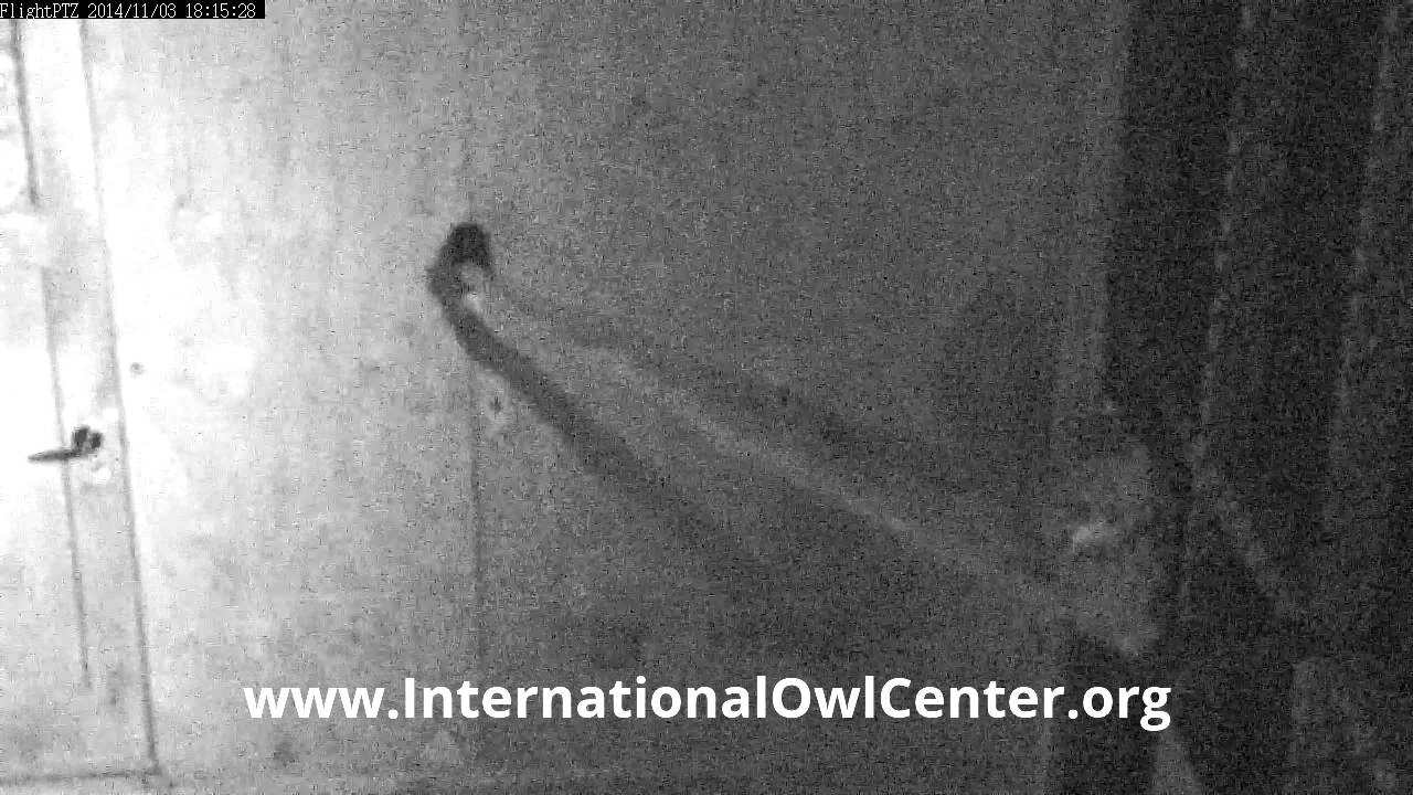 Barred Owl Whistle Shriek