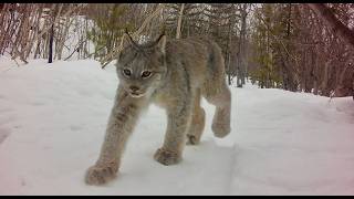 Pack of 7 Lynx? A Rare Yukon Sighting