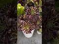 Rose போல இருக்கும் விசித்திர செடி 😳 #AeoniumarboreumZwartkop #naturefacts1430#blackrosesucculent