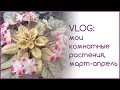 VLOG: мои комнатные растения. Видео за март и апрель.