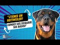 🐶 TIPS y CONSEJOS PARA TENER UN ROTTWEILER