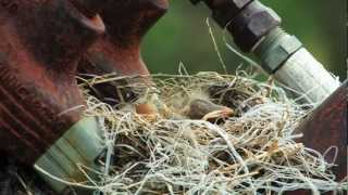 A Journey in Nature - Sandhill Crane Documentary in Central Nebraska
