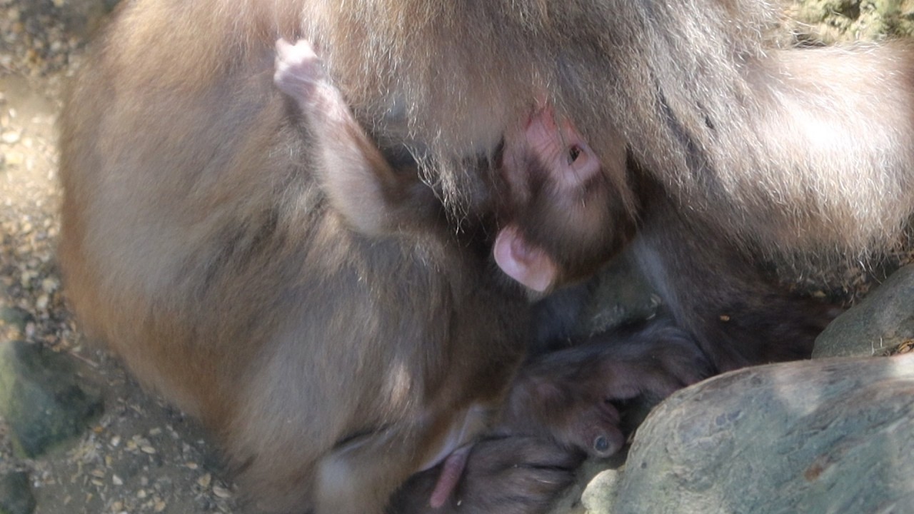 Поиск молока: Трогательный вызов для маленькой обезьянки который нельзя пропустить #babymonkey #snow