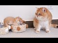 Kittens reacted when meeting dad cat leo for the first time