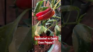 Spydiechef vs Candy Cane Pepper?
