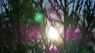 Sun Rays Through the Tree, Sun Glare, Sunset, Evening, Background video, 4k, VJ Loop, Video Footage