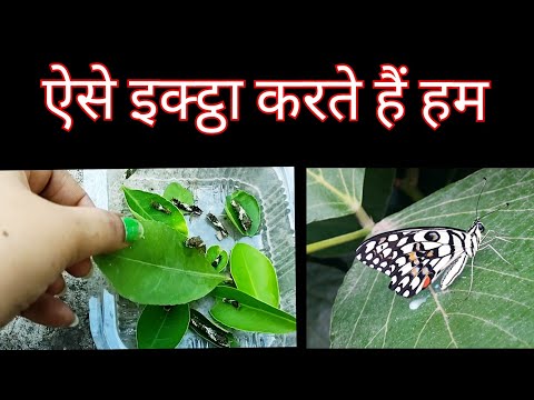 वीडियो: Bougainvillea Looper Caterpillar - Bougainvillea Caterpillar के नुकसान को रोकना