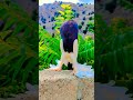 #pegion #youtubeshorts #birds #foryou video