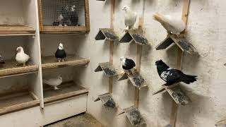 Голуби Tauben Pigeons