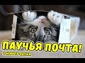 анбоксинг 2 ядовитых пауков)