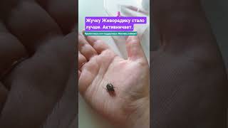 #shorts #russia #ukraine #belarus #serbia #bulgaria #slovenia #slovakia #poland #czechia #entomology