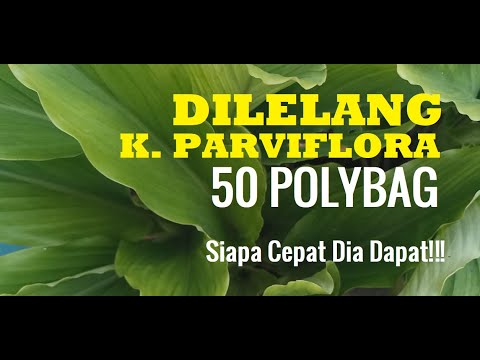 Video: Karaniwang Parifolia