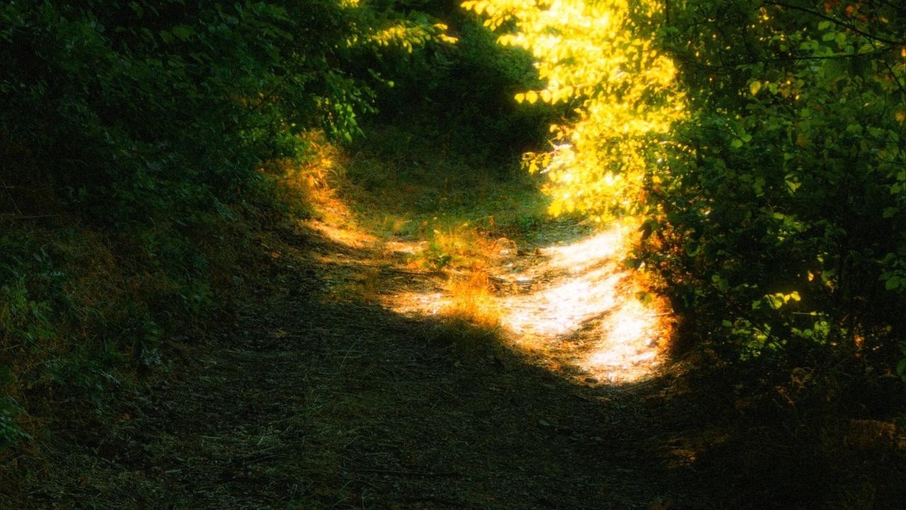 【𝗣𝗹𝗮𝘆𝗹𝗶𝘀𝘁】당신은 반짝이는 숲을 발견했습니다 🌲 | 몽환적인 집중 공부 플리 1시간 🎧✨