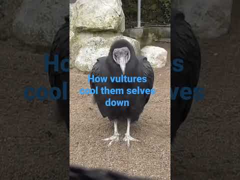 How Vultures Cool
