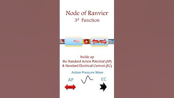 Node of Ranvier.. The Third Function