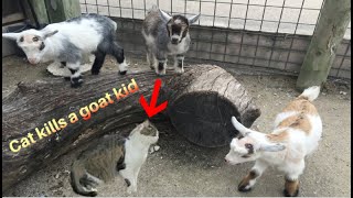 Cat attacks and kills a goat!!! by Paws Channel 8,748 views 8 months ago 3 minutes, 24 seconds