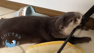 Otter Sleeps Again