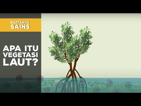 Video: Apakah vegetasi alami?
