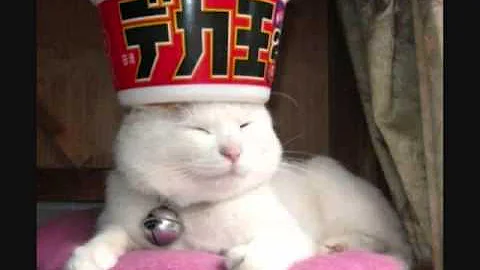 Download 笑える 猫 画像 Mp4 Mp3