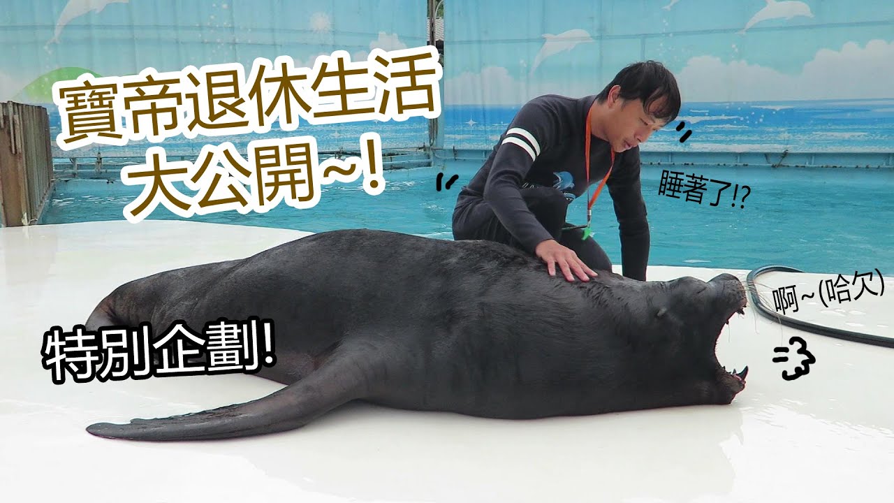 【海獸週記】特別企劃! 寶帝退休生活大公開~!