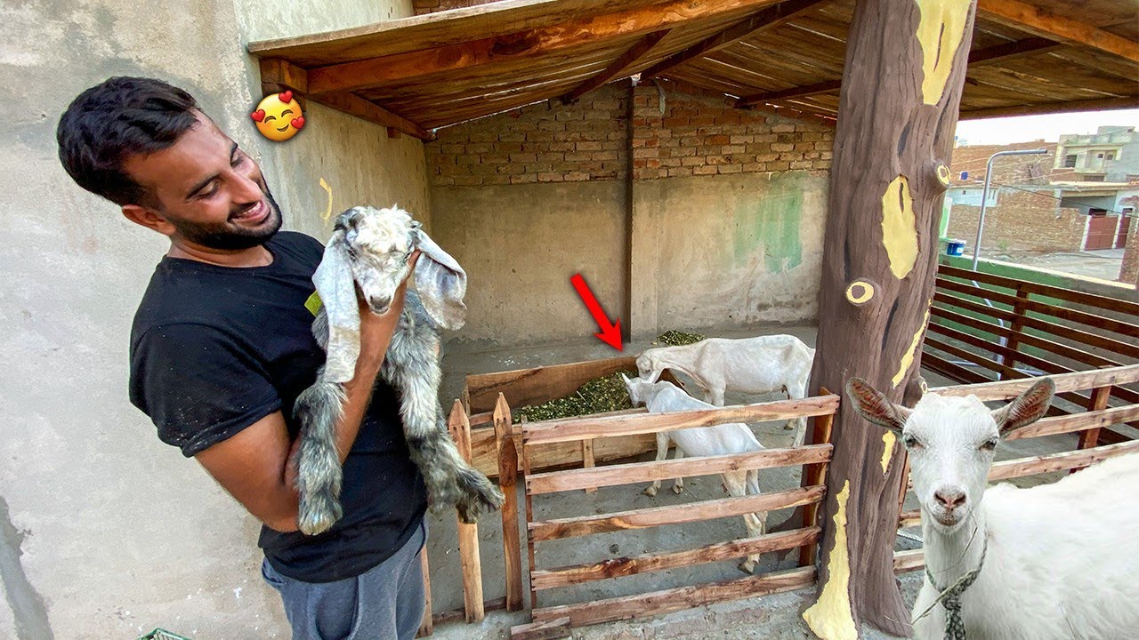 Hmari Bakriyan Ghar Again 😍