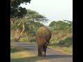 A wild elephant walking along the road | 道路に沿って歩く野生のゾウ | Elephant | 象 | فيل | Animals #shorts